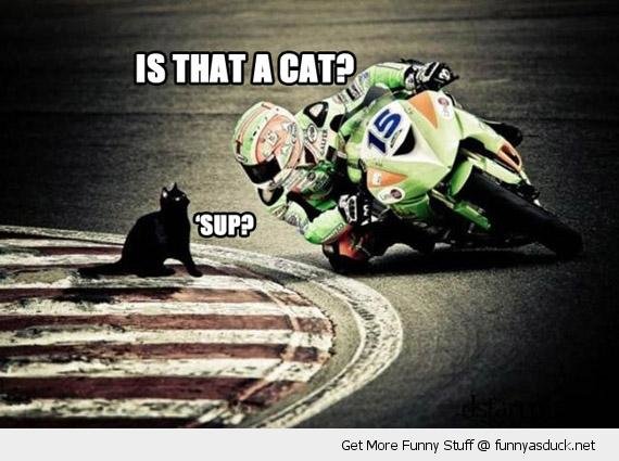 Cat-at-a-motorcycle-race.jpg