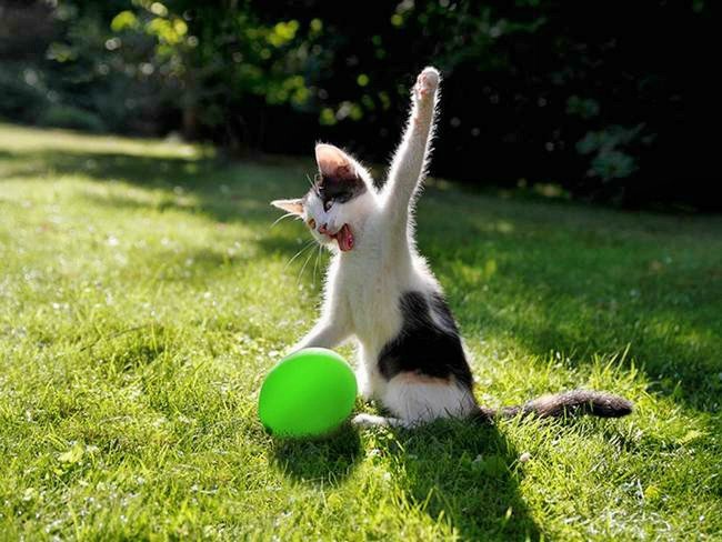 Cat & balloon.jpg