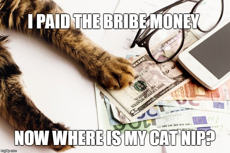 cat bribe money.jpg