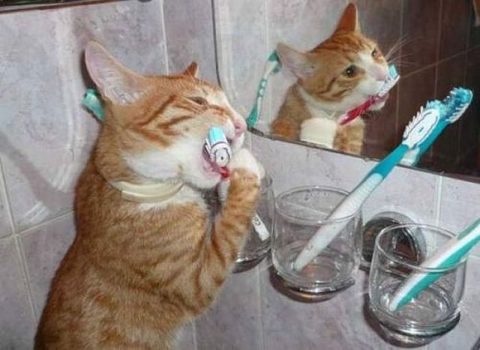 cat-brushing-teeth.jpg