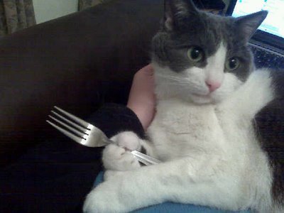 Cat-Eats-Food-W-Fork-Chopsticks-Now-Thats-Awesome-