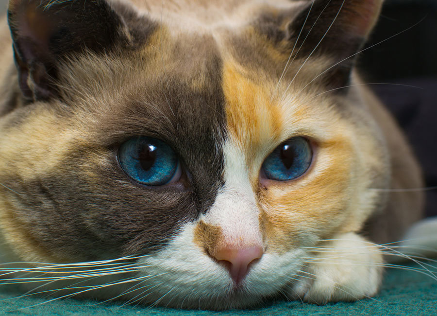 cat-eyes.jpg