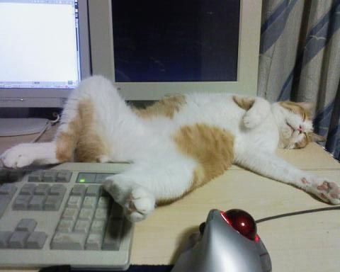 cat-funny-sleep-on-work.jpg