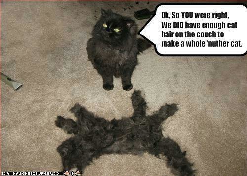 cat hair.jpg