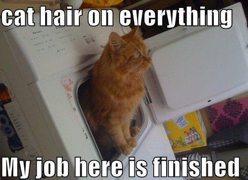 cat-hair-on-everything-my-job-here-is-finished.jpg