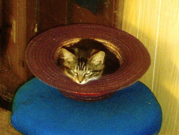 cat in a hat.jpg