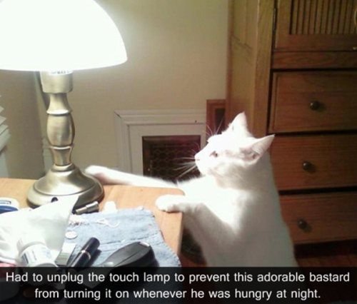 Cat-Loves-To-Shine-The-Light-In-The-Room-As-Cat-Is