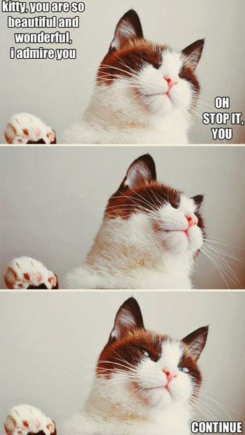cat-meme-3-panels-of-cat-getting-praise.jpg