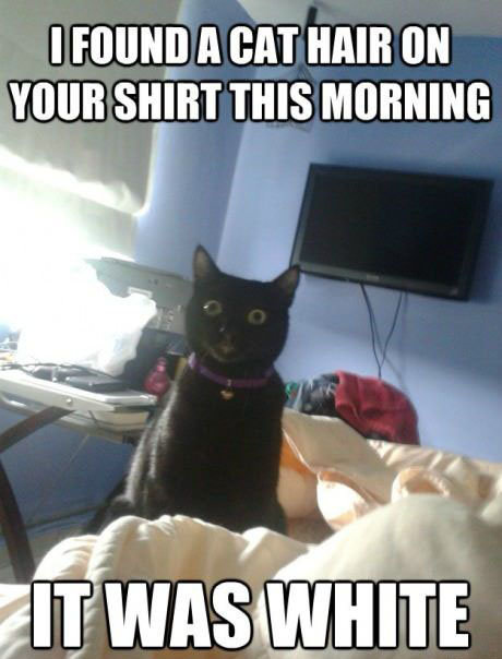 cat-meme-black-cat-finds-white-hair-on-human-shirt