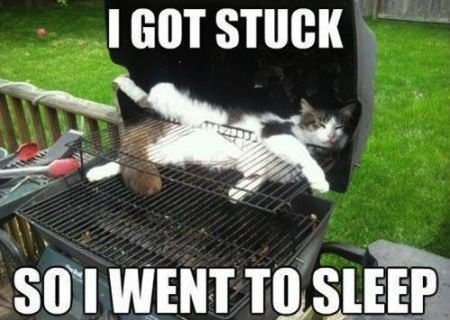 Cat-memes-I-got-stuck.jpg