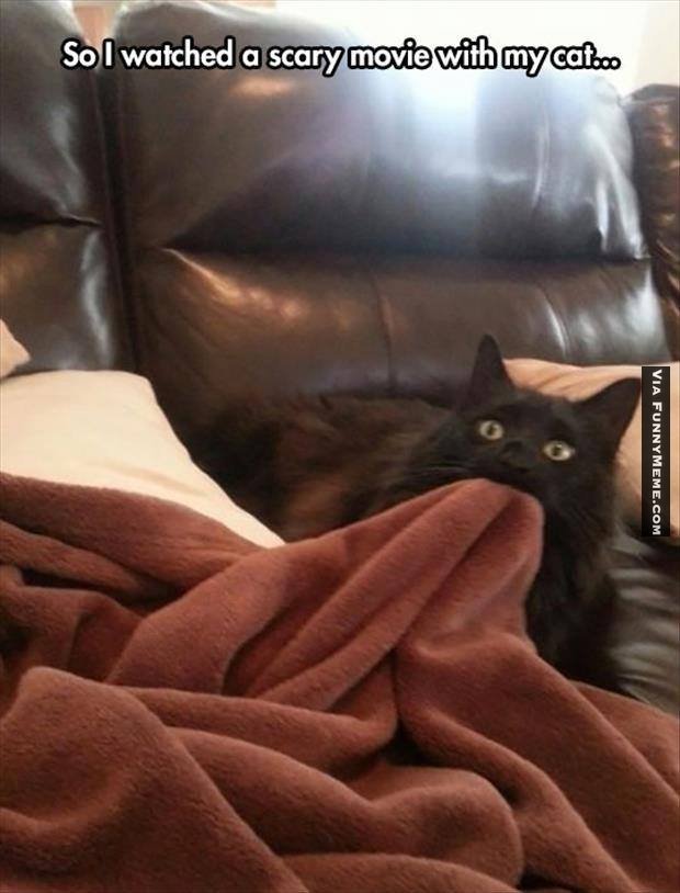 cat-memes-watching-a-scary-movie.jpg
