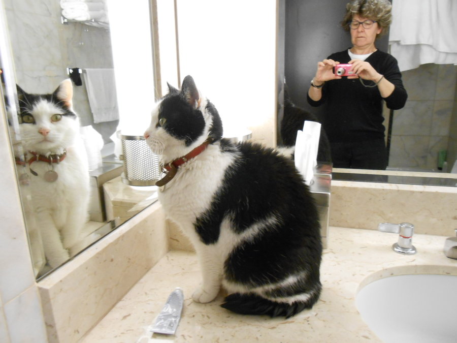 Cat mirror 1 25.JPG