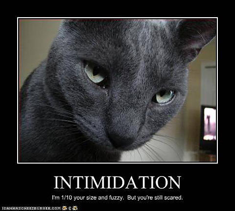 cat-motivational-poster_34.jpg
