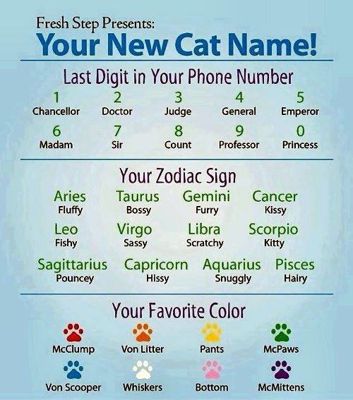 cat-name.jpg?w=500&h=567