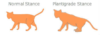 Cat-Plantigrade-Stance-Diabetic-Neuropathy2.jpg