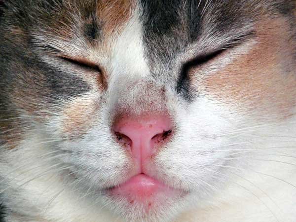cat-scabby-nose.jpg