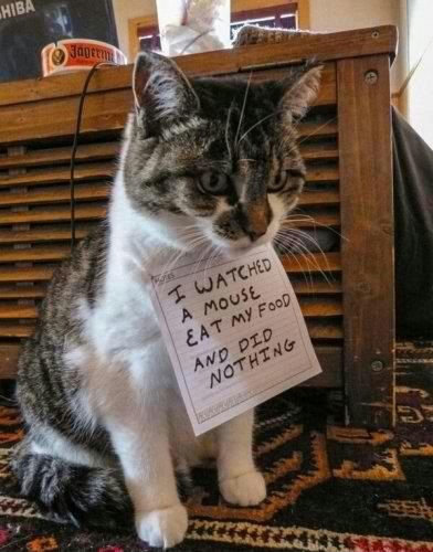 cat-shaming-meme.jpg