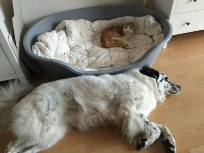 cat-sleeping-in-dogs-bed-and-dog-sleeping-on-the-f