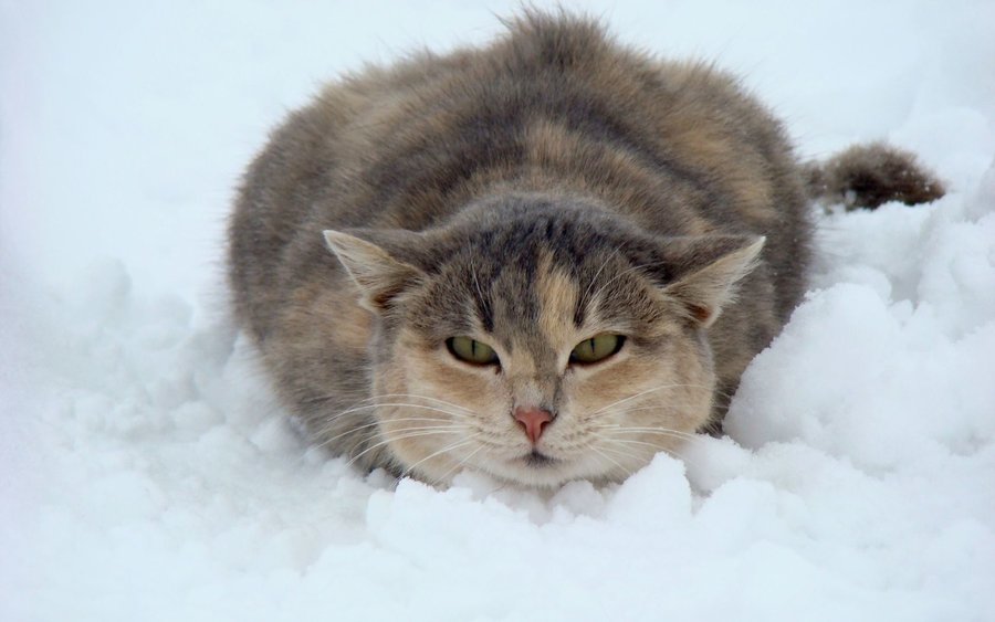 cat-snow-white-winter-wallpaper-1.jpg