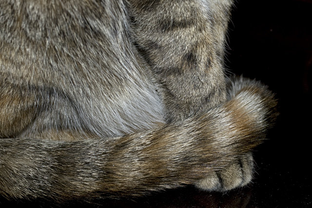 Cat Tail.jpg