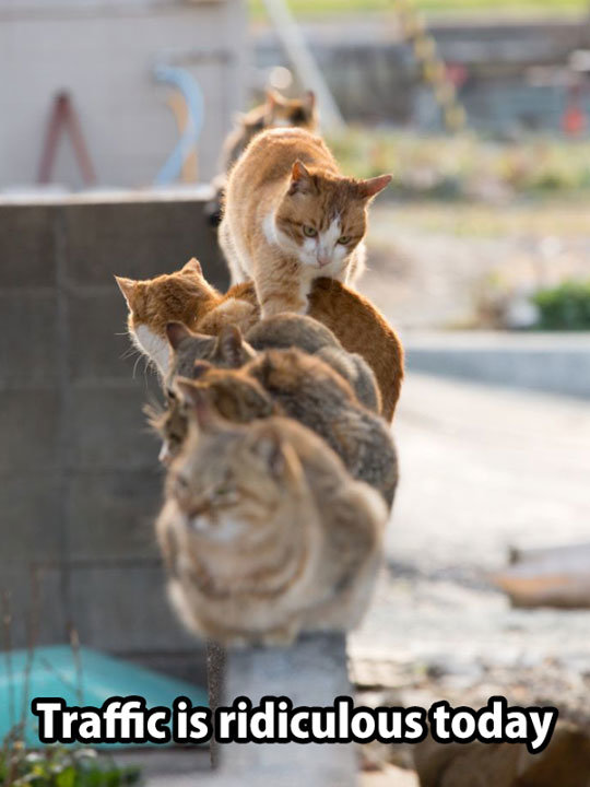 cat traffic jam.jpg