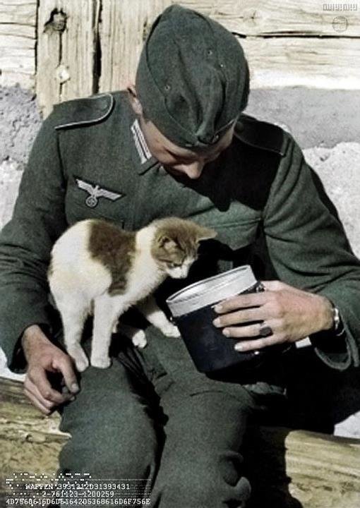 Cat+with+Wehrmacht+officer.jpg