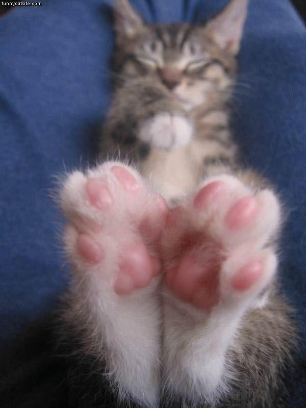 Cat_Feet.jpg