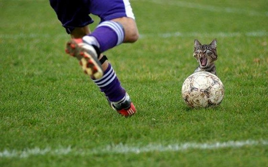cat_footballer (Copy).jpg