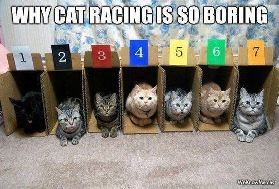 cat_racing.jpg?1453445831