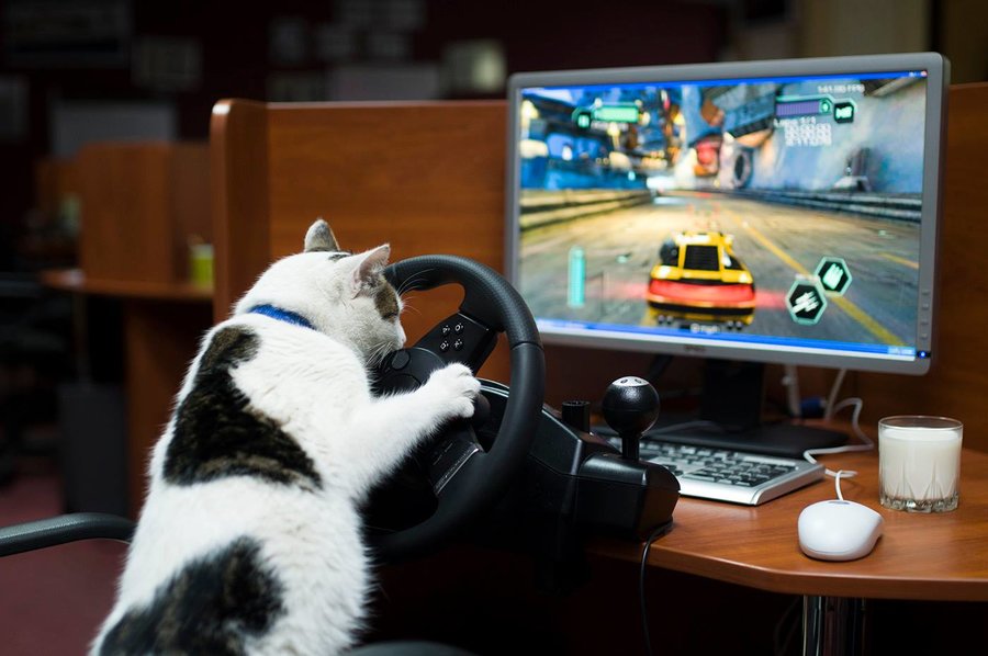 cat_racing.jpg