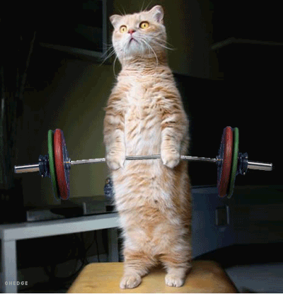 cat_weightlift.gif