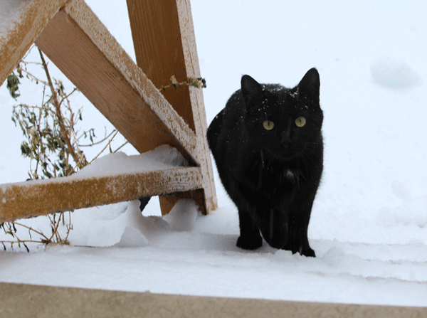catness-snow-2.gif