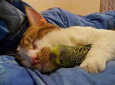 CatParrot-Nap-Sleep-Together.jpg