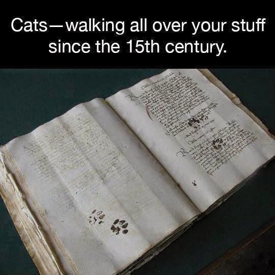 cats-2Bwalking-2Bover-2Bbible.jpg