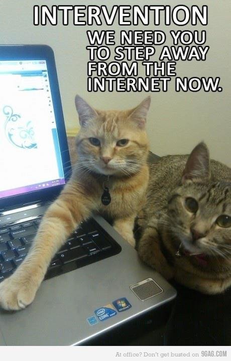 cats and the net.jpg