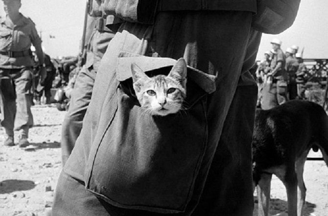 Cats-at-the-World-Wars-7.jpg