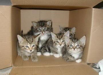 cats-in-a-box.jpg