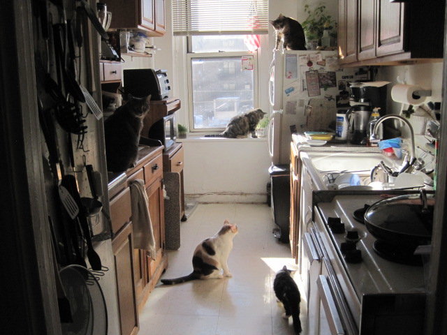Cats in the kitchen.JPG