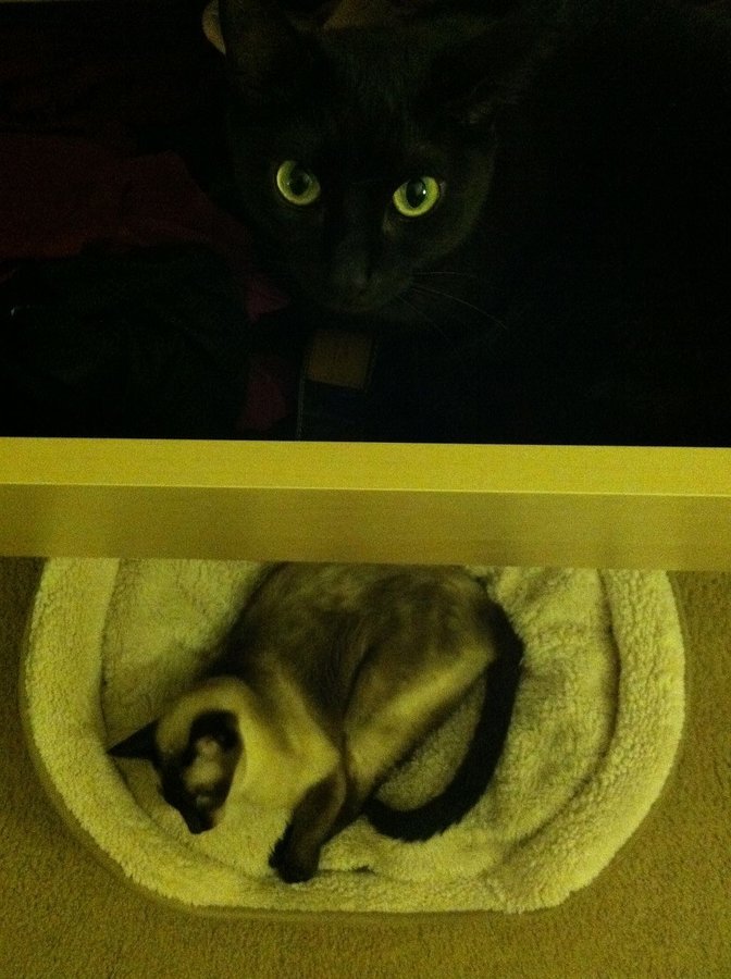 cats in weird places1.jpg