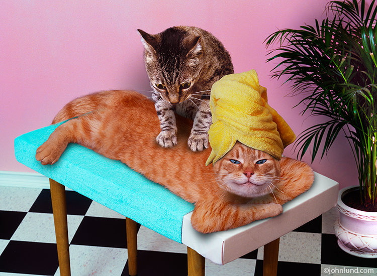 Cats-Massaging.jpg