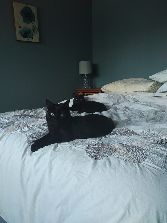 Cats on bed.jpg