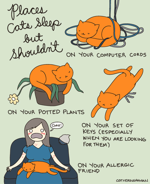 Cats+Sleep.jpg