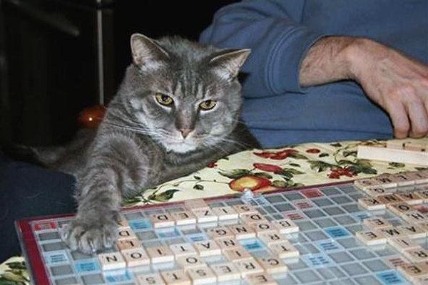 Cats-That-Play-Scrabble-3.jpg