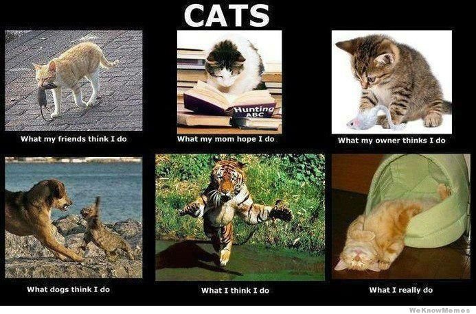 cats-what-my-friends-think-i-do-meme.jpg