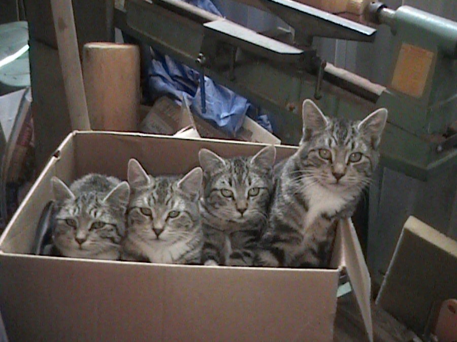 Cats_In_a_Box_by_XxAlixanderxX.jpg