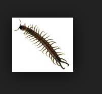 centipede.PNG