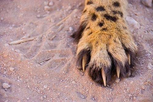 cheetah paw.jpg