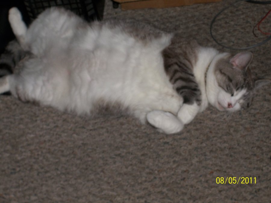 chirpers show her belly off..JPG