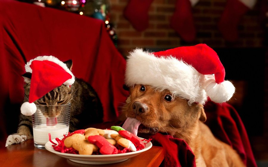 christmas-cat-and-dog.jpg