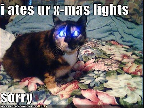 Christmas+Cat+Humor+funny+picture+(198).jpg